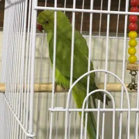 ملنگو سخنگو