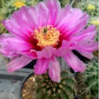 کار در منزل