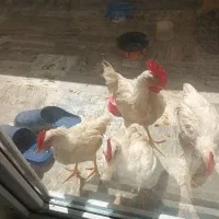 خروس ومرغ