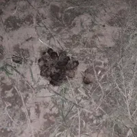 کود اوره