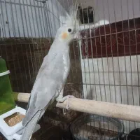 یک جفت عروس هلندی جوان|پرنده|اقبالیه, |دیوار