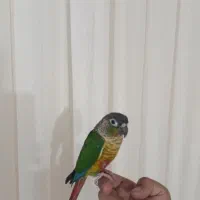 گرین چیک فول اهلی سخن گو|پرنده|عجب شیر, |دیوار