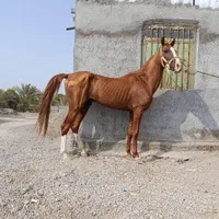 دو تا نریان عالی سرو دم گیر