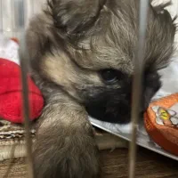 توله آپارتمانی با همه وسایل با تخفیف