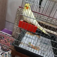 فروش فوری یک جفت عروس هلندی دستی نر سخنگو|پرنده|نائین, |دیوار