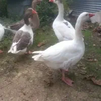 غاز پروازی نر فقط یکی مونده