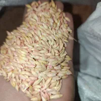 جو دیم رقم آبیدر