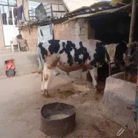 گوساله نر جوان