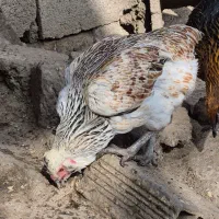 مرغ وخروس محلی|حیوانات مزرعه|رشت, نیروی دریایی|دیوار