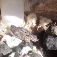 جوجه خروس ومرغ گلین