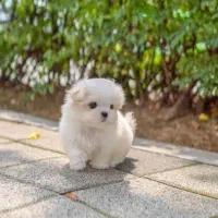 واگزاری توله سگ های مینیاتوری|سگ|تبریز, |دیوار