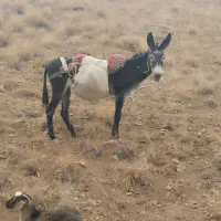الاغ گله