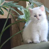 گربه بریتیش