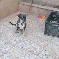 توله پا کوتاه بلژیکی|سگ|آزادشهر, |دیوار