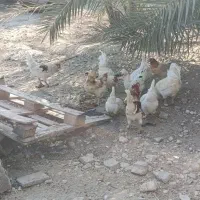 مرغ و خروس محلی|حیوانات مزرعه|اهرم, |دیوار