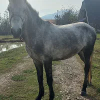 اسب|حیوانات مزرعه|احمدسرگوراب, |دیوار