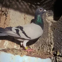 گمشده