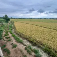 زمین-مزروعی-فروشی-8هکتار-بندرانزلی