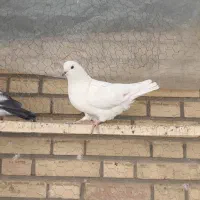 دوتا کفتر ماده|پرنده|خمینی‌شهر, |دیوار