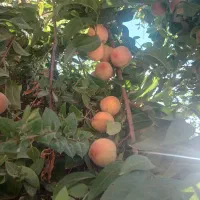 باغچه-سند-دار