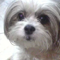 واگذاری حیوان