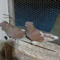 با عرض سلام خدمت دوستان یک جفت سرخ سرو کله دار|پرنده|علی‌آباد کتول, |دیوار