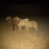 بره نر کیلو وروپا