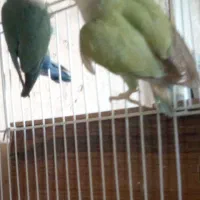 یک جفت مرغ عشق پروانه ای و دو جفت کوتوله برزیلی.