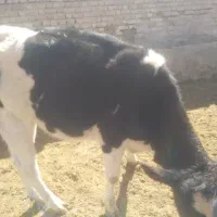 گوساله نر و ماده|حیوانات مزرعه|مرودشت, شهرک بسیجیان|دیوار