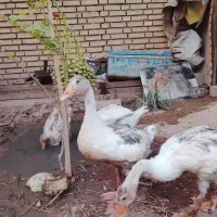 غاز