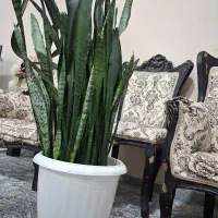 گل بلند|گل و گیاه طبیعی|ایلام, |دیوار