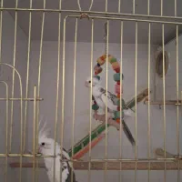 دوتا عروس هلندی نر و ماده بالغ