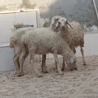 3تا بره ماده مخصوص داشت درخونه پرواری کبابی|حیوانات مزرعه|بندرعباس, |دیوار