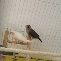 فنچ