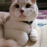 گربه|گربه|مشهد, خواجه ربیع|دیوار