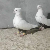 کبوتر دمبی طوقی کوار