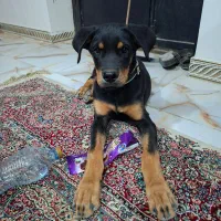 سگ روتوایلر