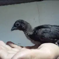 جوجه یکماهه