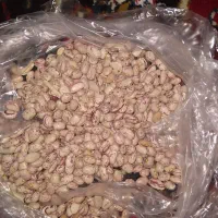 فروش لوبیا چیتی