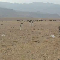 گله گرد و همه چی تمام|سگ|سلفچگان, |دیوار