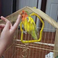 طوطی برزیلی|پرنده|هشتگرد, فاز ۱ مهستان|دیوار