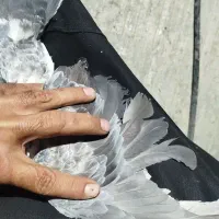 کبوتر گوره آی|پرنده|برازجان, |دیوار