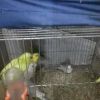 مرغ عشق|پرنده|قم, نخودی|دیوار