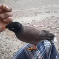 مرغ مینا سخنگو|پرنده|محمدشهر, محمدشهر|دیوار