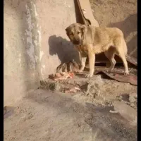 سگ سراب نر معاویضه باماده