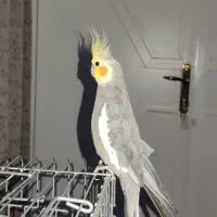 فروش جفت عروس هلندی|پرنده|مرودشت, پشت سایپا‎|دیوار