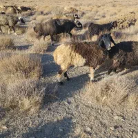 فروش|حیوانات مزرعه|جنت, |دیوار