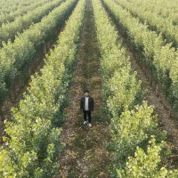 صنوبر پربازده در پارس‌آباد، مناسب مناطق مغان