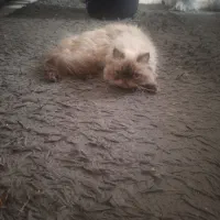 واگذاری گربه پرشین