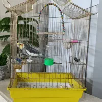 عروس هلندی سخن گو